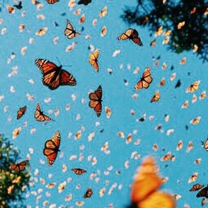 Meet your Posher, Carey